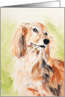 Long Haired Miniature Dachshund Fine Art Thinking of you card
