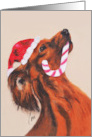 Dachshund Dog Art Fine Art Christmas Holiday card