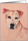 Pit Bull American Staffordshire Terrier Fine Art Blank Any Occasion card