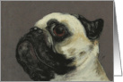 Pug Dog Fine Art Blank Any Occasion card