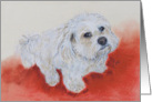 Coton de Tulear Small White Dog Fine Art Thinking of you card