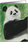 Panda Bear Wildlife Animal Zoo Inspiration card