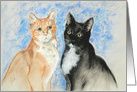 Two Cats Orange Tabby Tuxedo Cat Fine Art Blank card