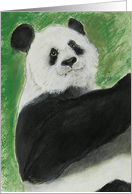 Panda Bear Fine Art Blank Any Occasion card