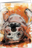 Bulldog Lying on Back Dog Fine Art Humor card