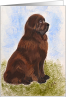 Newfoundland Newfie Dog Art Fine Art Blank Any Occasion card