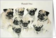 Thank You Puppy Pugs Whelping Litter card