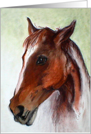 Bay Horse Fine Art Blank Any Occasion card