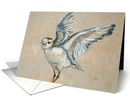Western Snowy Plover Bird Fine Art Blank any occasion card (1587532)
