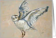 Western Snowy Plover Bird Fine Art Blank any occasion card