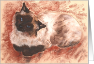 Ragdoll Cat Siamese...
