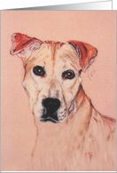 Pit Bull American Staffordshire Terrier Fine Art Blank Any Occasion card