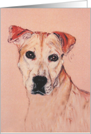 Pit Bull American Staffordshire Terrier Fine Art Thinking of you card