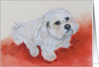 Coton de Tulear Small White Dog Fine Art Thinking of you card