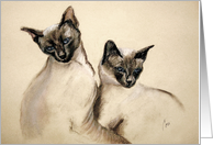 Sibling Love Siamese...