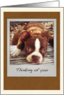 Cute Boston Terrier Thinking of You card