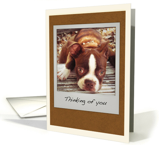 Cute Boston Terrier Thinking of You card (1062333)