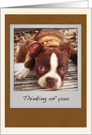 Cute Boston Terrier Thinking of You card