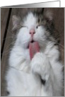 Cat washing himself on this back, Blank card