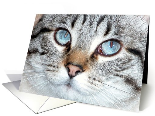 Blue-eyed Kitty card (809470)