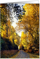 Speargrass Flat Road blank note card
