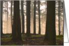 FOLLOW THE WOODLAND MISTS card