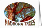 MADRONA TREES card