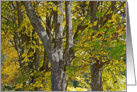 ENCHANTED FOREST MAPLES AUTUMN card