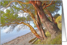 MADRONA TREES ON CRESCENT BEACH ORCAS ISLAND card