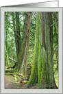 WESTERN RED CEDAR ON TWIN LAKES TRAIL WITH TEXT card