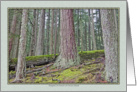 DOUGLAS FIR FOREST ON ORCAS ISLAND 2 card