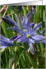 CAMAS IN BLOOM card