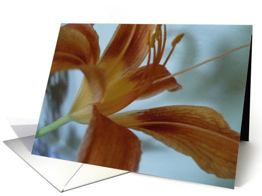 Orange Lily Blank Note card (728499)