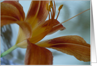 Orange Lily Blank Note Card