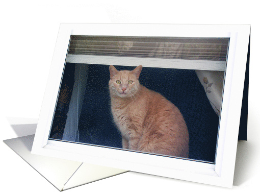 Thomas the Tabby Cat in the Window Blank Note card (729509)