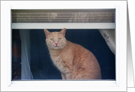 Thomas the Tabby Cat in the Window Blank Note Card