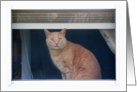 Thomas the Tabby Cat in the Window Blank Note Card