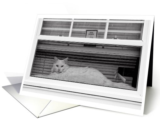 White Cat in the Window with Dog Inside Blank Note card (729914)