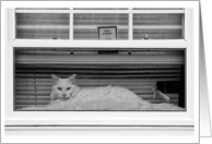 White Cat in the Window with Dog Inside Blank Note Card