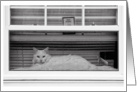 White Cat in the Window with Dog Inside Blank Note Card