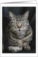 Ozzie the Tabby Cat Blank Note Card
