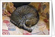 Fritz the Tabby Cat Asleep Blank Note Card