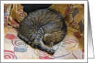 Fritz the Tabby Cat Asleep Blank Note Card
