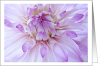 Lavendar Dahlia Flower Close-up Blank Note Card