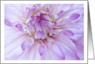 Lavendar Dahlia Flower Close-up Blank Note Card