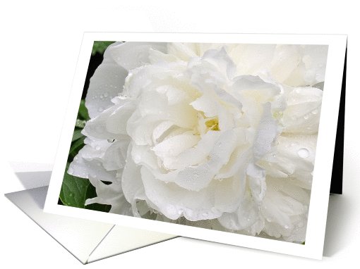 White Peony Close-up After a Rain Blank Note card (729933)