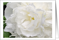 White Peony Close-up After a Rain Blank Note Card