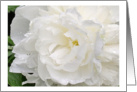 White Peony Close-up After a Rain Blank Note Card