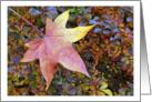 Fall Sweet Gum Leaf on a Colorful Boxwood -Hopkins Poem Inside card