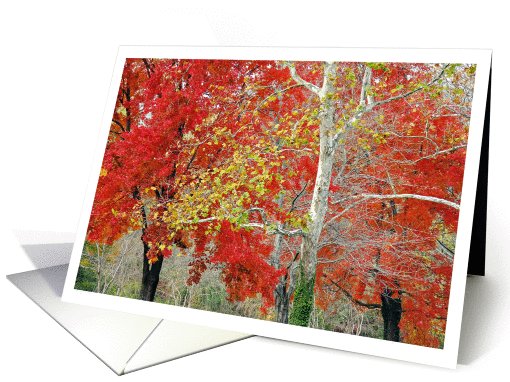 Red, Yellow, and Green -Fall Color by the Schuylkill River card